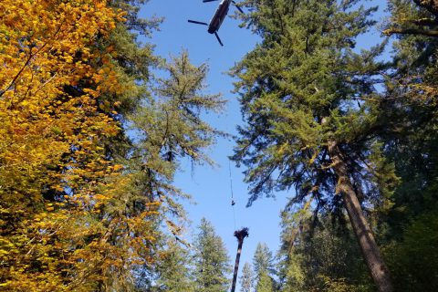 North Fork Helicopter Large Woody Debris Project