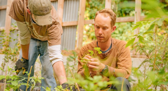 Native Plant Giveaway 2020!