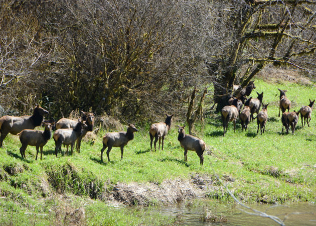 Spring in the Siuslaw