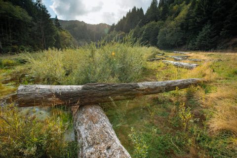 Waite Ranch Tidal Wetland Restoration Project