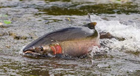 Ocean River Conditions Informing Salmon Returns & Fishing Limits