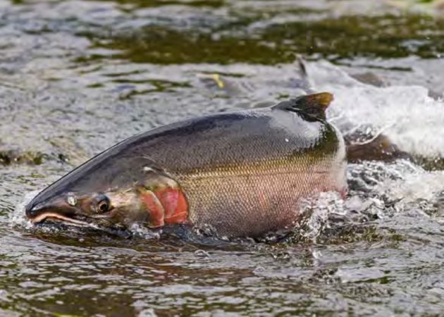 How are salmon limits determined?