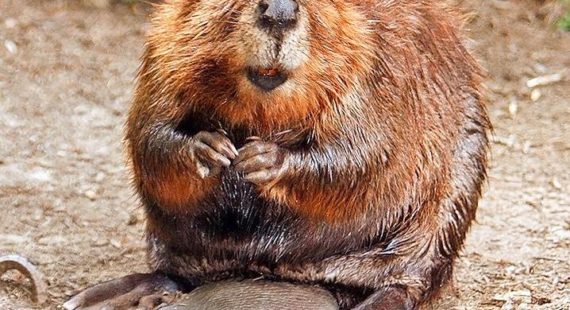 Beavers and Climate Change