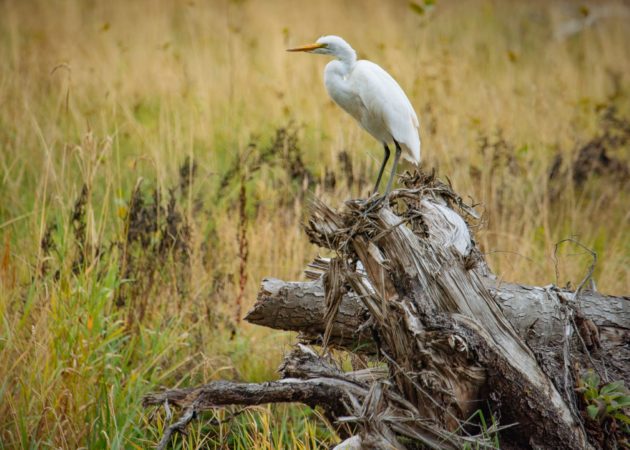 Fivemile-Bell Watershed Restoration Project selected for Riparian Challenge Award