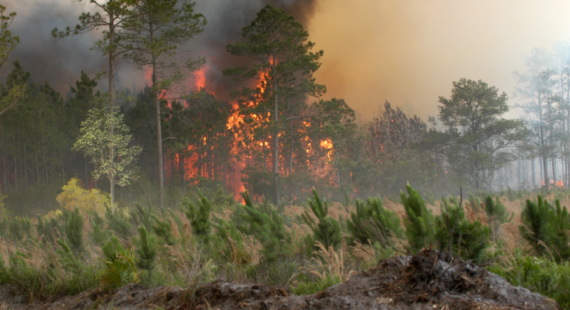 Forest Fire Ecology & Management