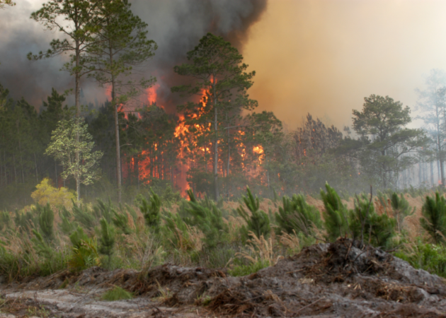 Forest Fire Ecology & Management