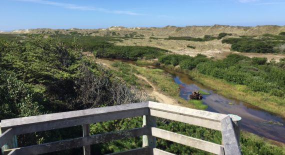 Siuslaw Sauntering at Sutton Creek