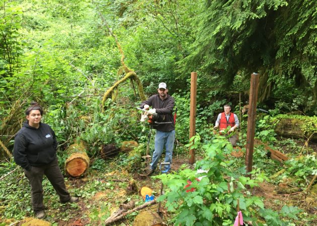 Project Update – North Fork Siuslaw Revegetation