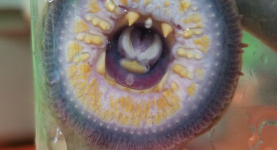 Watershed Community Meeting: Lamprey