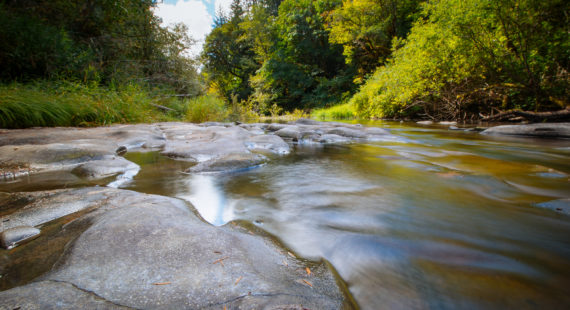 SWC’s July 2021 Watershed Community Meeting: July 28th, from 5:30-7:00 PM, on Zoom