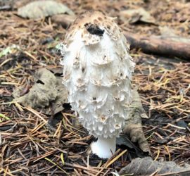 Mushroom Hunt & Culinary Demonstration