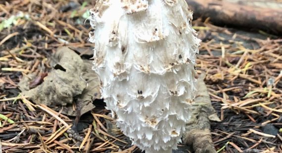 Mushroom Hunt & Culinary Demonstration