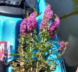 Invasive Species Removal Paddling Tour