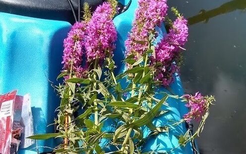Invasive Species Removal Paddling Tour