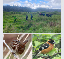 Birding Tour with McKenzie River Trust